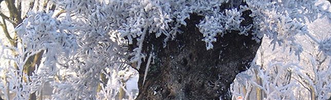 winterseboom.jpg
